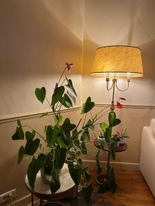 Appartements Cosy Appartement : photos des chambres