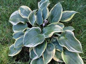 Terézia-szálláshely