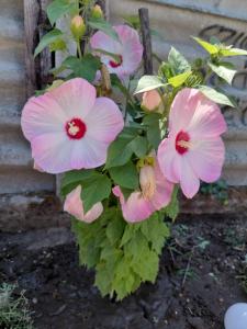 Terézia-szálláshely