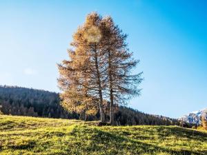 Chalet Baita al Compo by Interhome