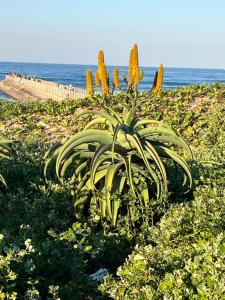 Ocean Breeze 10 South