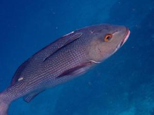 Bruno Raja Ampat Homestay