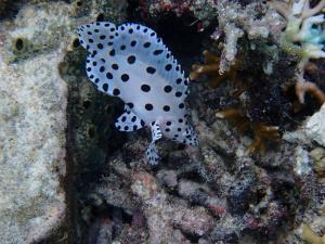 Bruno Raja Ampat Homestay