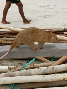 Moana Raja Ampat Homestay