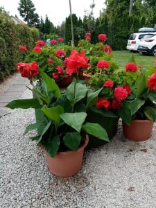 Ferienwohnung mit Pool, Wlan direkt am See 60qm