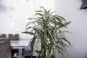 Appartement Central Luxembourg