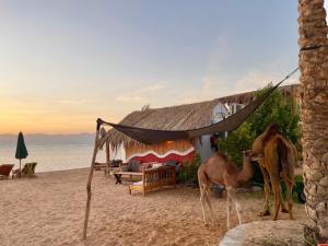 Live the bedouinlife