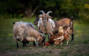 Turistična kmetija Pod kostanji - FarmStay Pod kostanji 