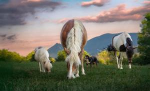 Turistična kmetija Pod kostanji - FarmStay Pod kostanji