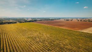Vineyard Views at Shiraz Republic