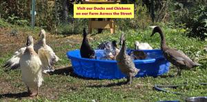 Sunny Island Cliff Side Views