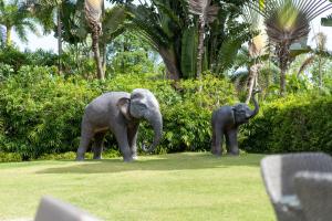 Villa C 20-meter long swimming pool and large courtyard villa