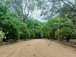 The Mango Garden
