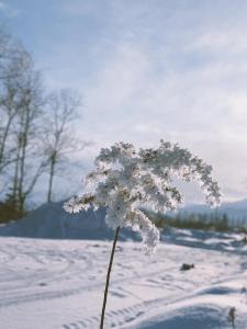 easelog 中富良野山居木屋 距離富良野滑雪场15分钟車程