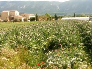 Maisons de vacances Gite Lisianthus : photos des chambres