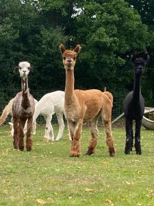 Dorset Getaway Hot Tub and Alpacas Relaxing UK Short Break