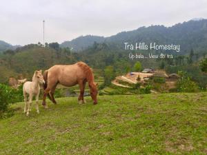 Bản Liền Trà hills homestay
