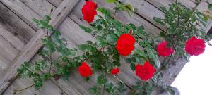 Chambre de La Lagune