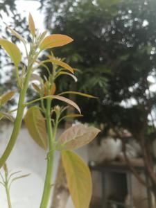 House 21,Cedar Groove