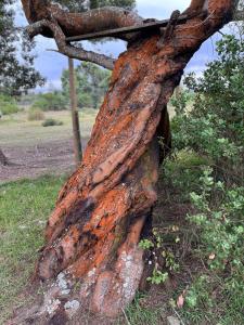 Stoneridge Large Family Cottage