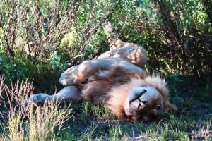 Elephant Valley Lodge