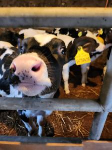 Kerrib Farm Shepherds Hut
