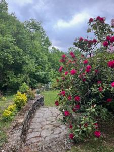Le Chant des Pins en Cévennes