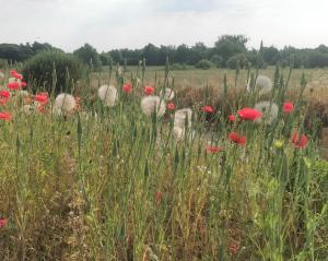 Landhaus Arcadia in Paretz