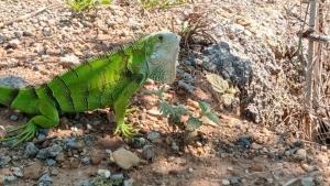 Melgar Alojamiento Villa Claudia