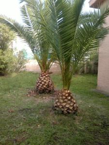 Il Fenicottero Rosa img18