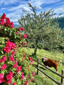 Berghütte Reissnerhof