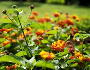 Finca Hotel Villa Clara