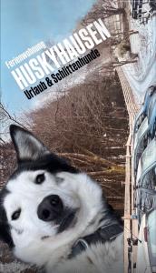 Ferienwohnung Huskyhausen - Schlittenhunde Erlebnisse & Urlaub mitten in der Natur!