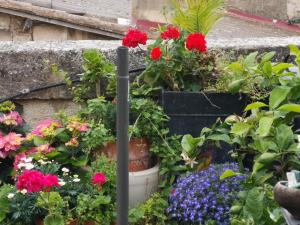 Un nid sur les toits face au palais des papes