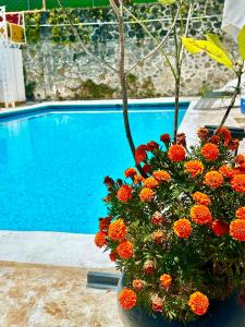 Silencio y naturaleza en Cuernavaca