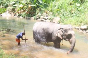 Elephant vale