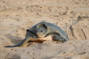 Ras Al Jinz Turtle Guest House