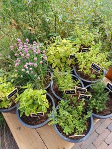 Retro caravan het Uiltje nabij het Sneekermeer