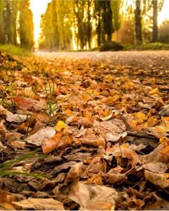 Apart Lugones Studio