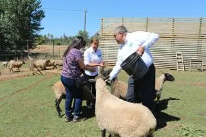 B&B Shambala HN - Talca