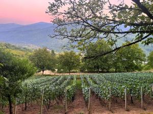 Chogovadzes Guest House