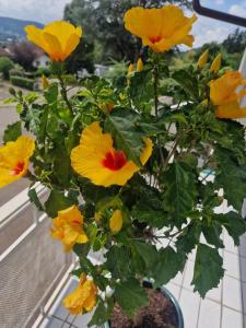 Einliegerwohnung mit 2 Zimmern, Badezimmer, küche