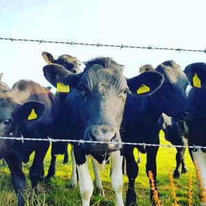 Orielton Fach Farm - Cosy rural lodge in beautiful surroundings