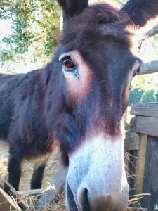 Agriturismo la Fattoria al Crocefisso