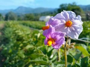 Agriturismo la Fattoria al Crocefisso