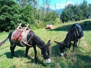 Agriturismo la Fattoria al Crocefisso
