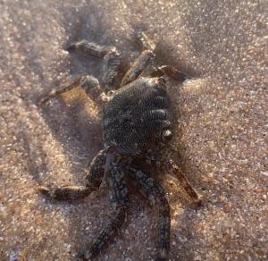 ACM Atlantique Club Montalivet MARVILLA PARCKS