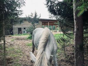 A country house with horses