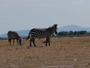 Kaasham Cabin Nanyuki