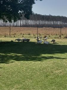 Simply Rooted Cottage